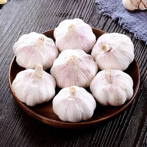 Garlic